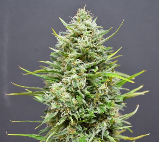 Nasiona marihuany automaty – czym są?