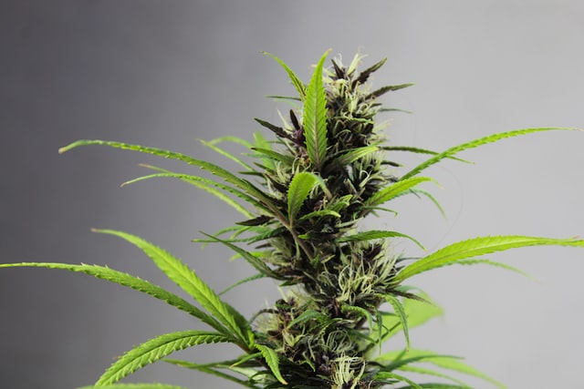 Wysokiej jakości nasiona marihuany – co oferują seed banki?