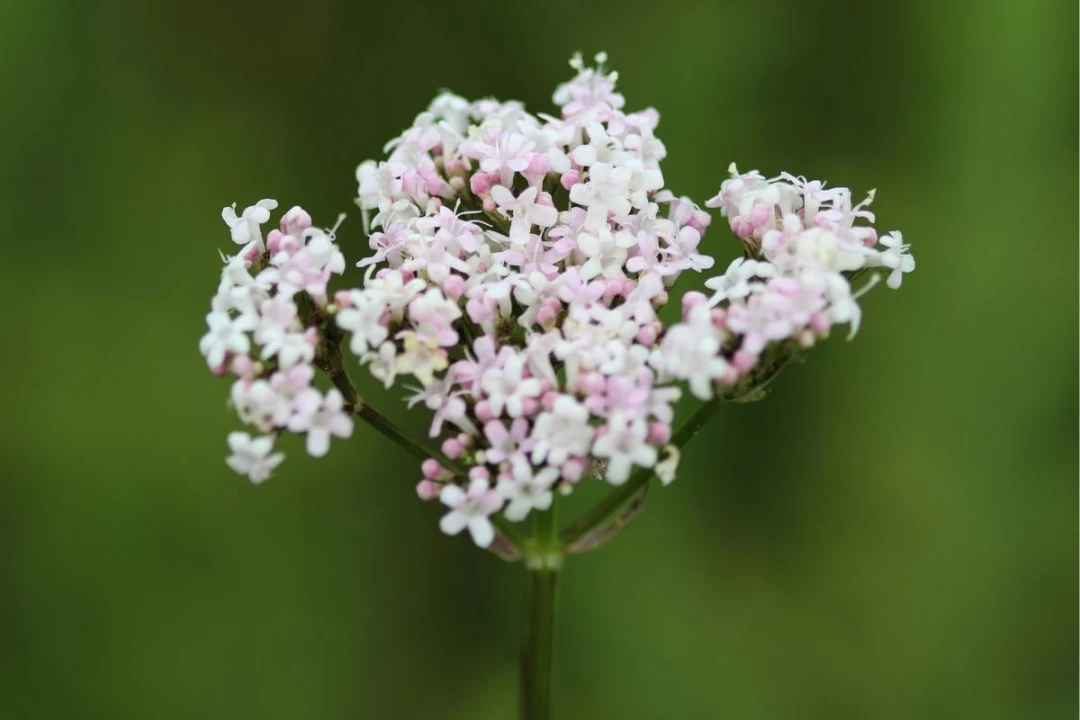 lecznicza roślina kozłek